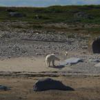 Белые медведи<br>Polar Bears
